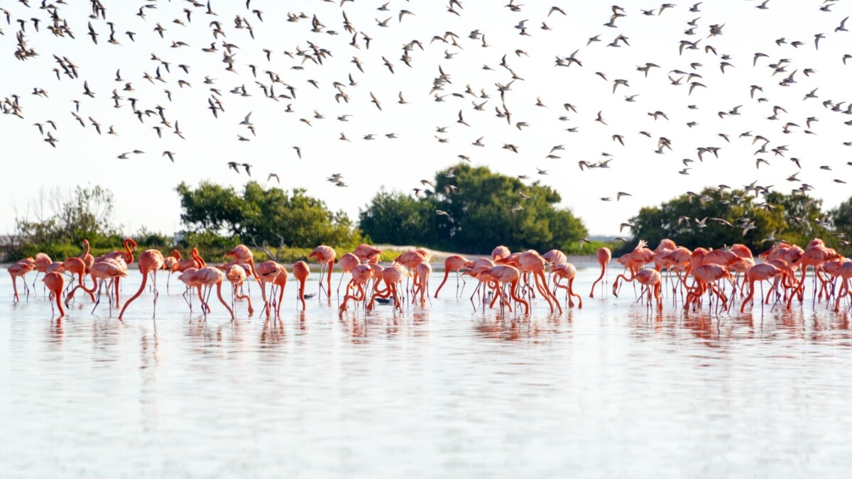 Group,Of,Flamingos,Near,Rio,Lagartos,,Mexico,With,A,Flock
